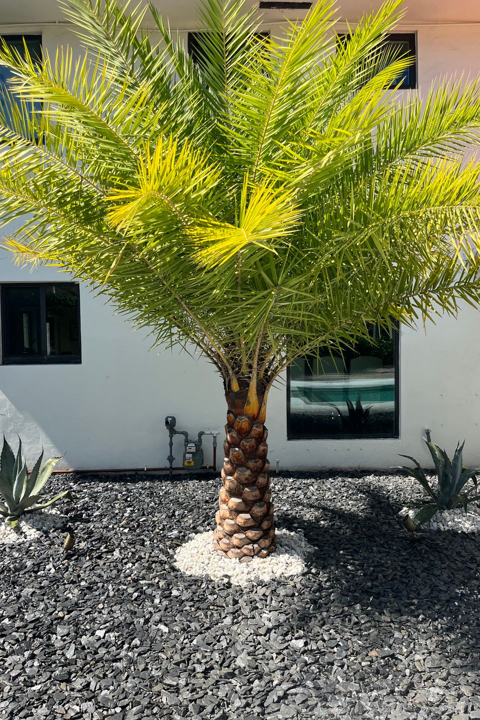 Palm tree with rock