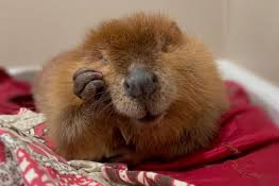 Nibi the beaver