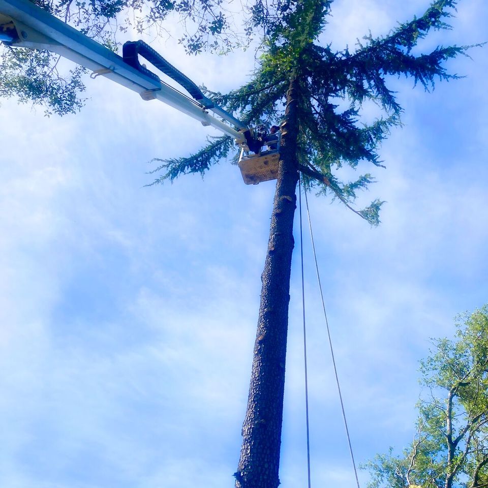 Tree service auburn 