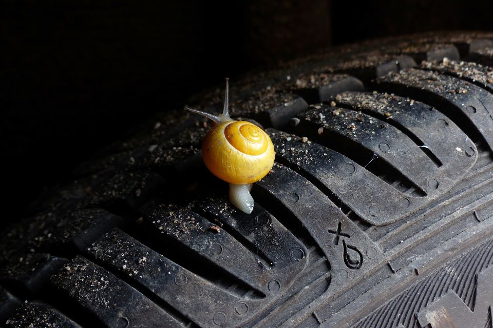 Snail g10b9a8448 1920