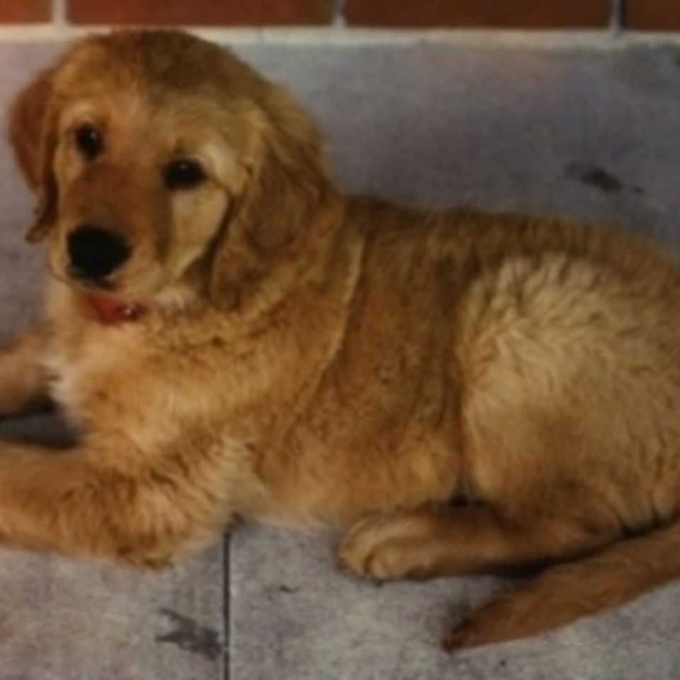 Bo pup