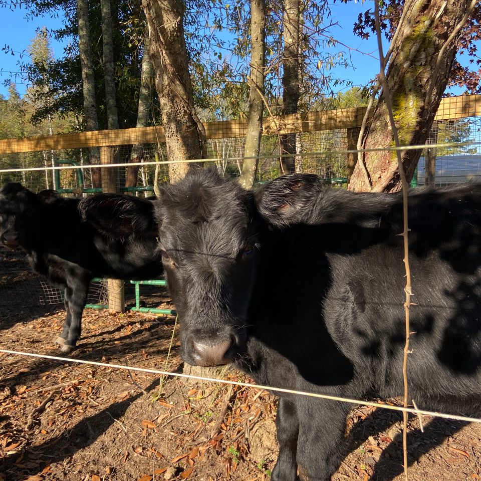 Black angus cattle