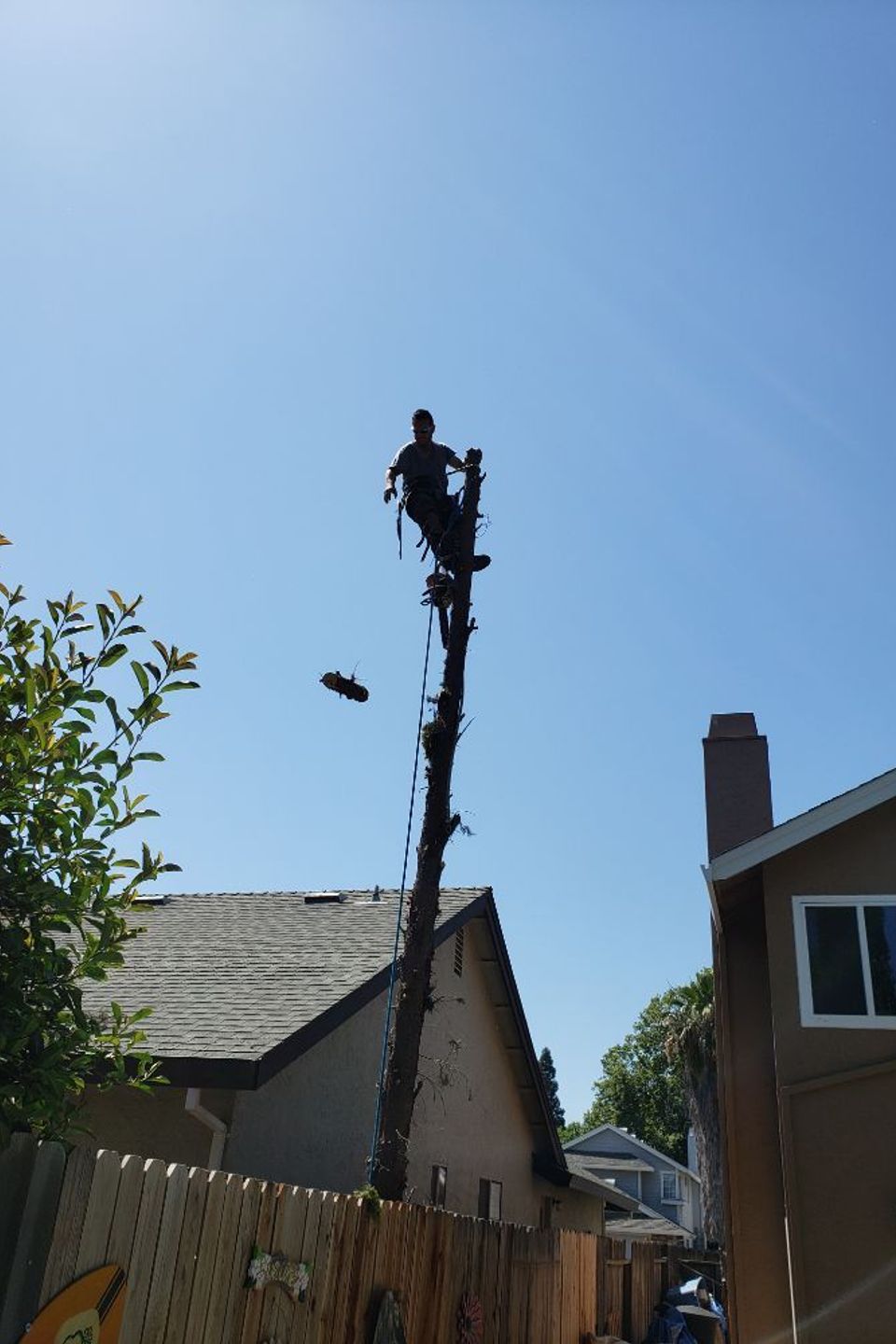 tree removal granite bay 