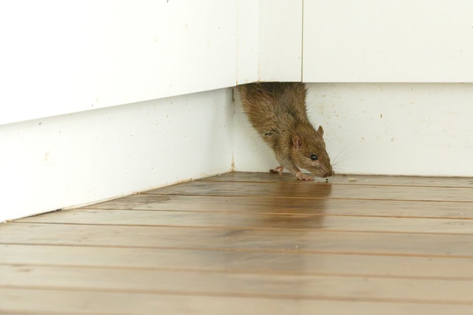 Rodent call Lanser Pest Solutions