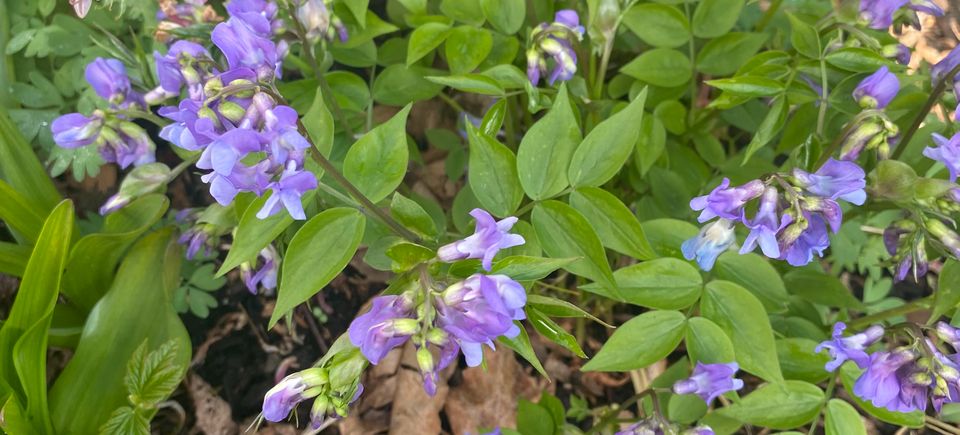 NARGSne photo. Lathyrus versus. Photo taken by Susan Anthony