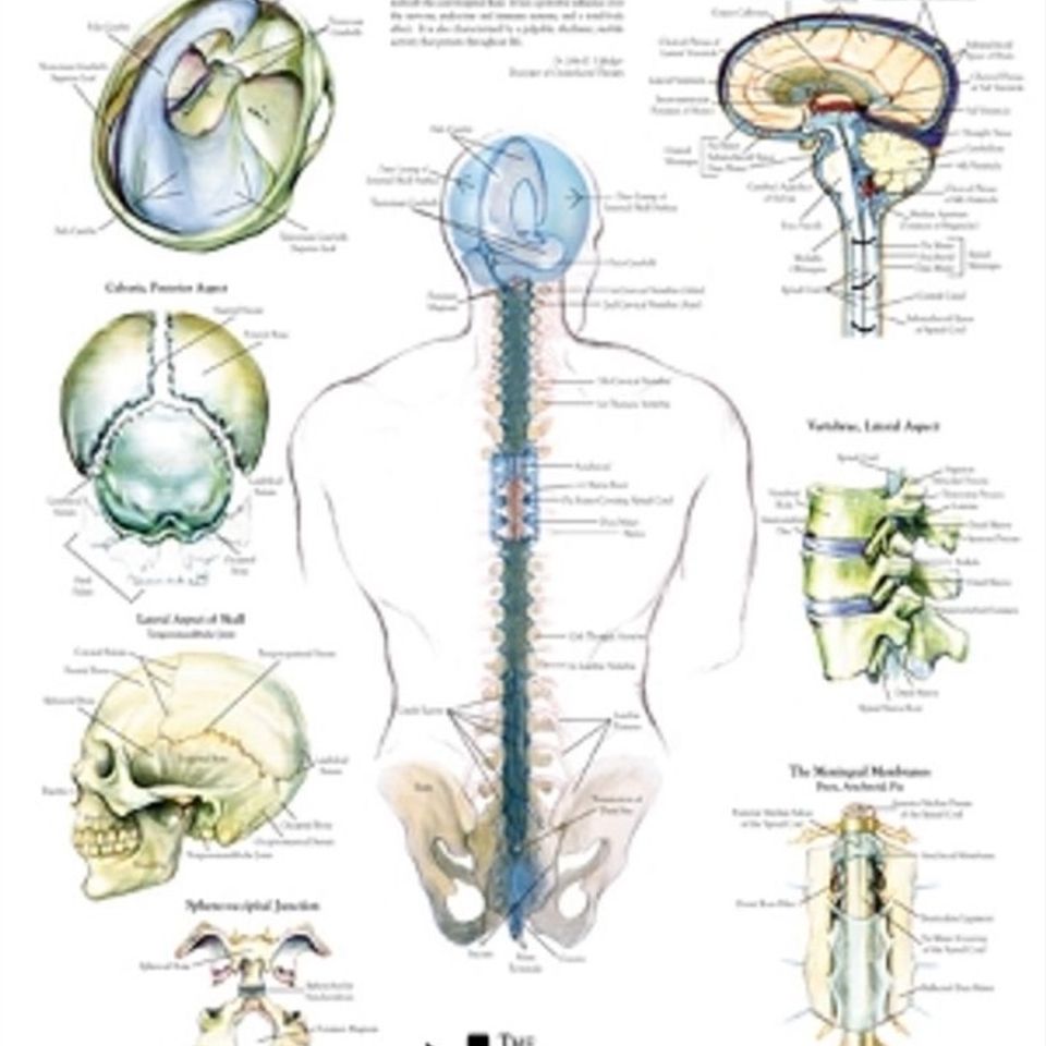 Craniosacral system