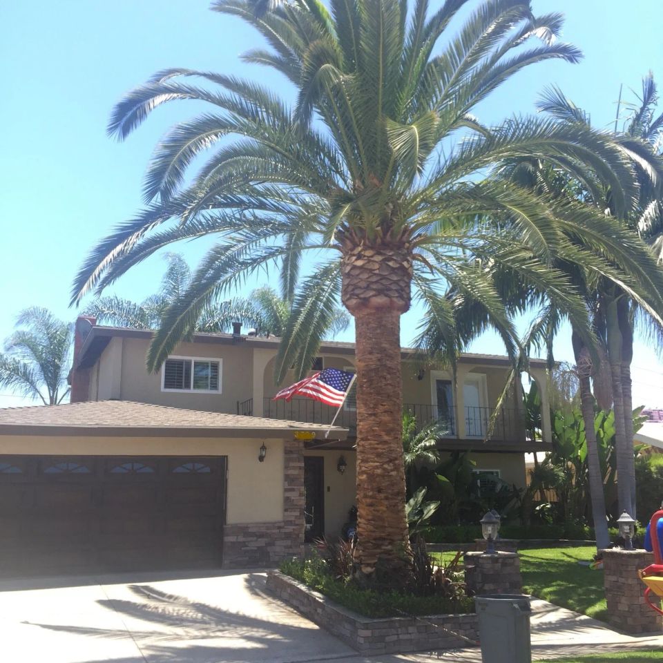 Palm tree trimming 1920w