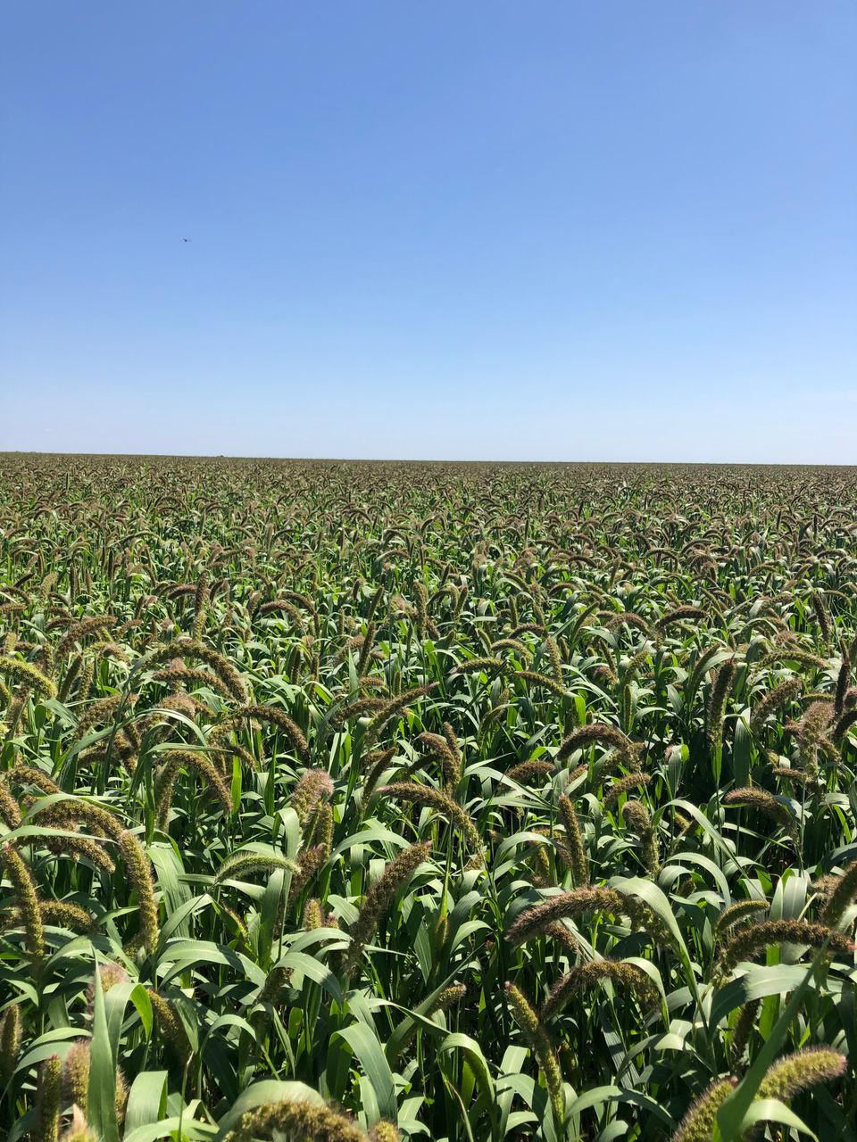 Sorghum fields - sorghum seed available at ECS Eastern Colorado Seed.