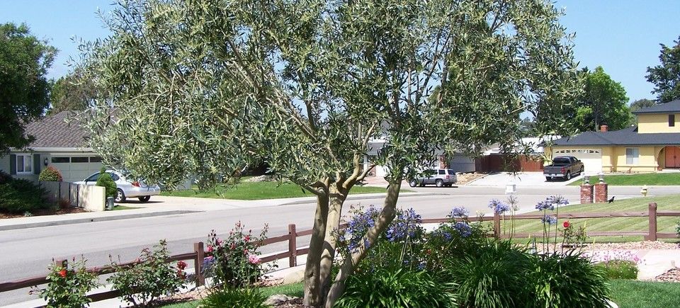 Snyder landscape 4920170908 28331 1fjs0z6
