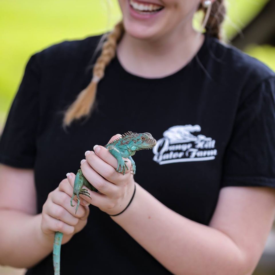 Iguana at orange hill gator farm