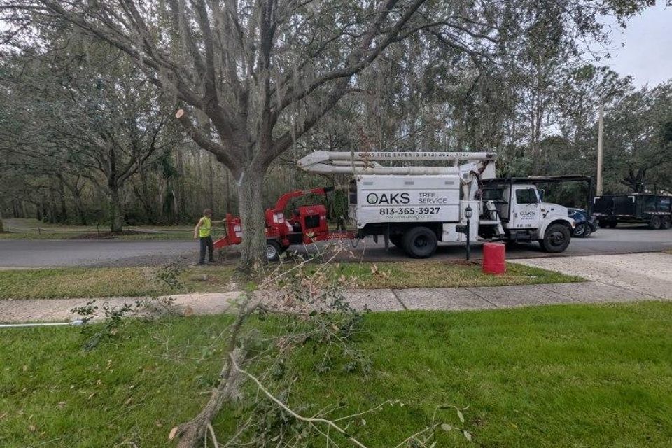 Tampa tree trimming
