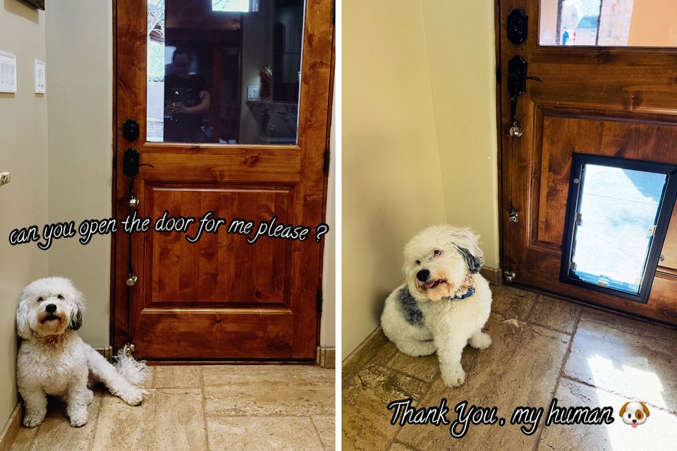 Funnydog
