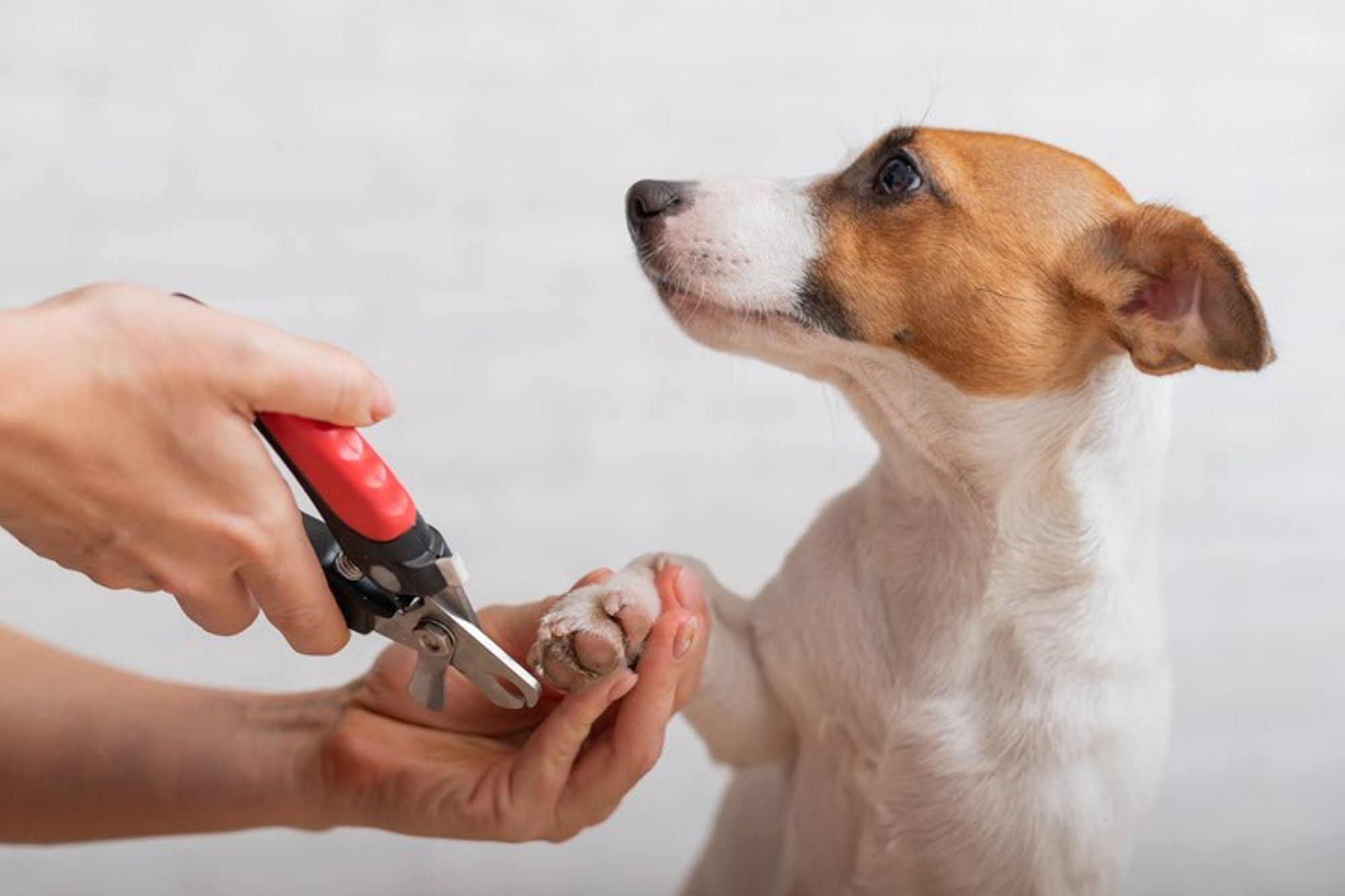 Cat & Dog Nail Trims