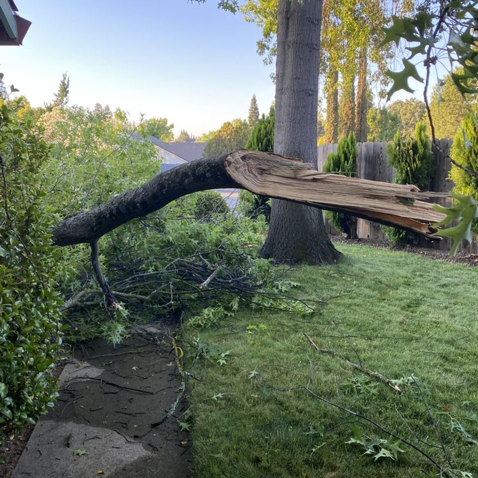 Large tree split and partially fallen in a residential backyard requiring removal