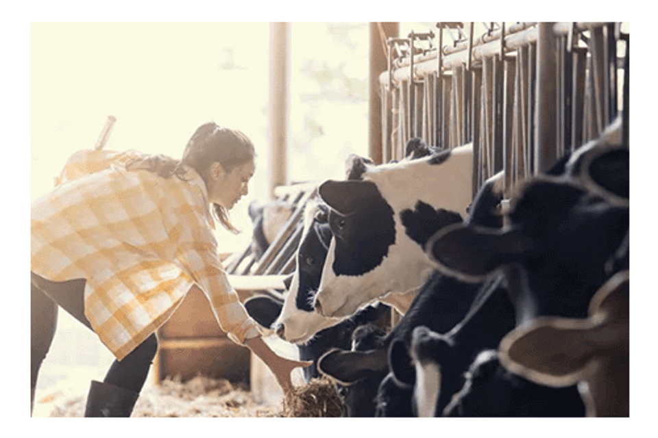 Farmhand feeding cows