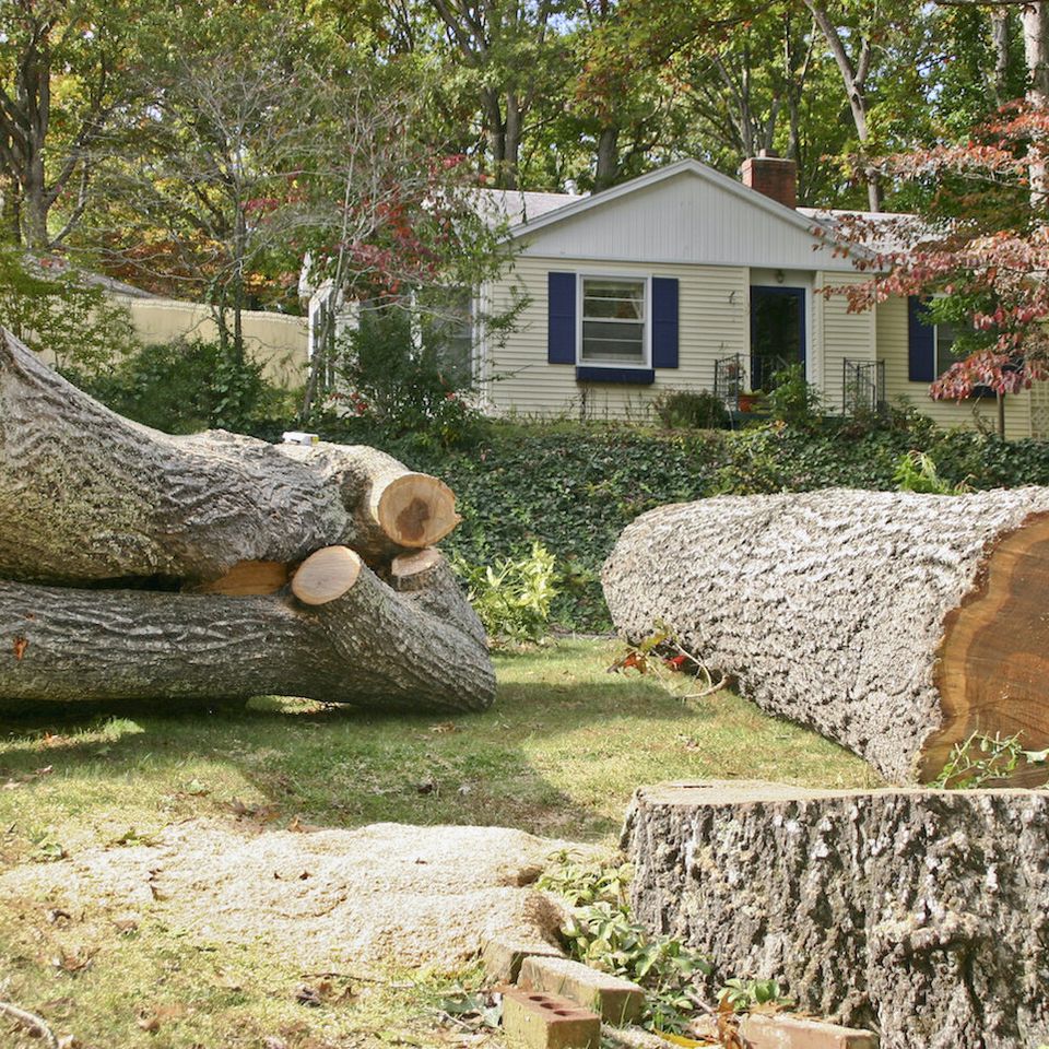 Removing oak tree