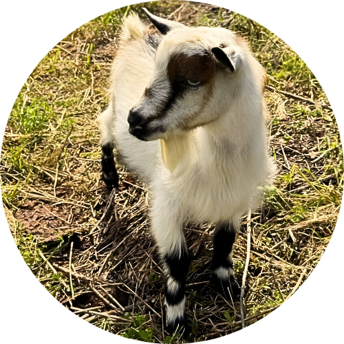 Copy of google photos (9)