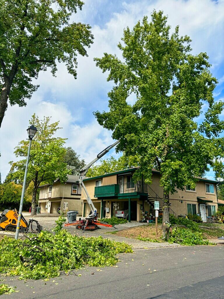 Tree trimming by lyons tree service in auburn ca