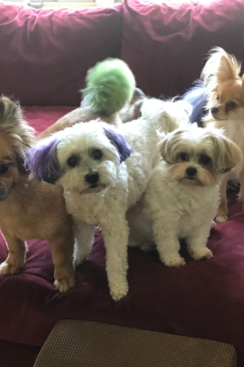 4dogs