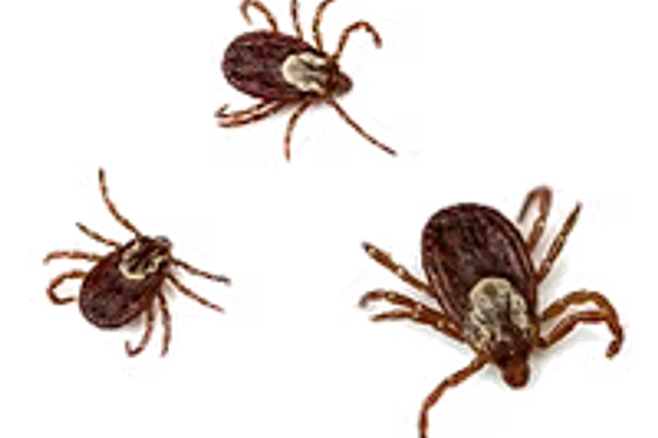 Ticks1