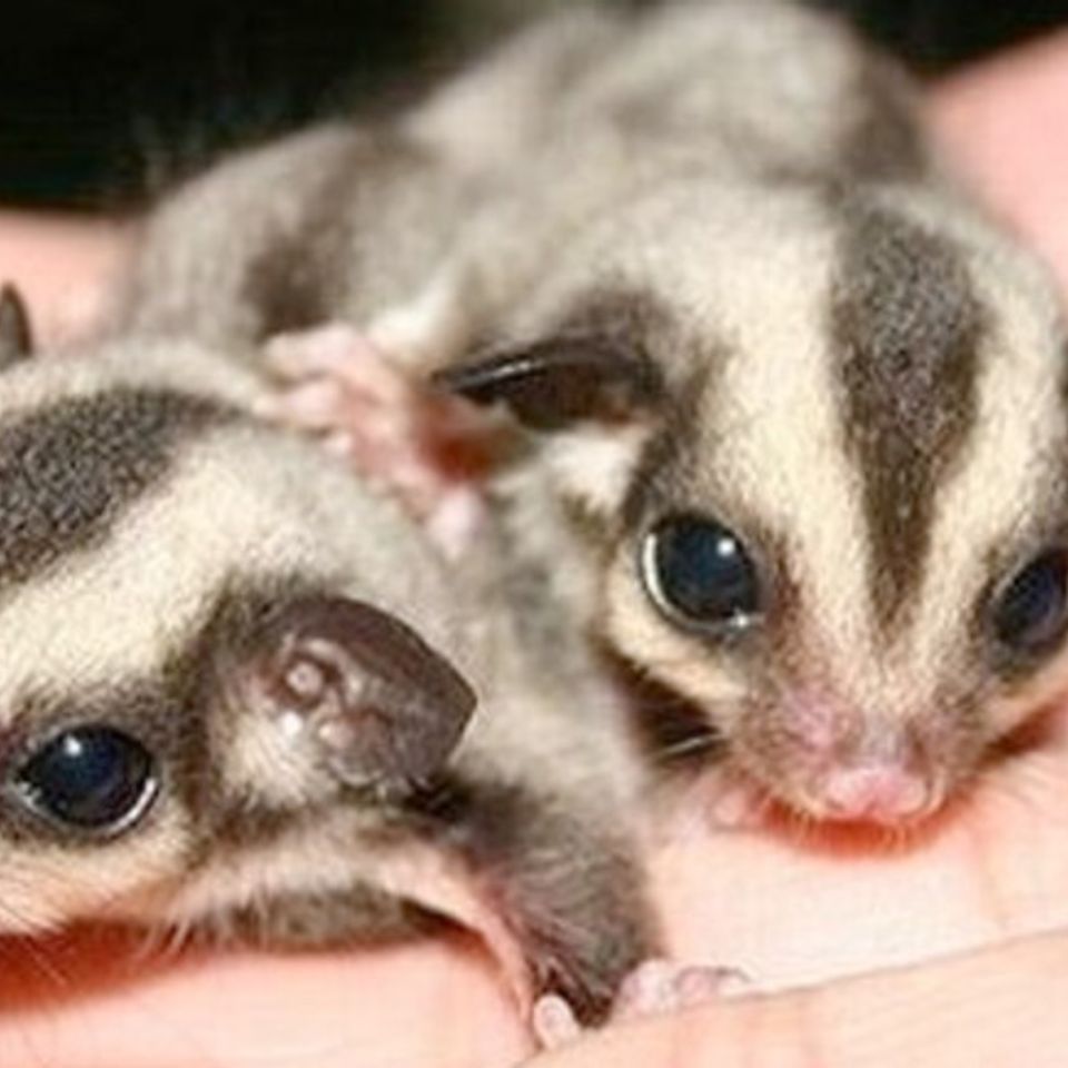 Sugar glider slide0120130828 28277 1xfrewz 0