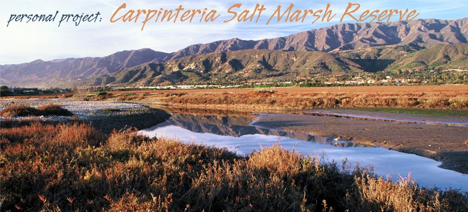 Carpinteria salt marsh20130128 12674 1mdh5wz 0