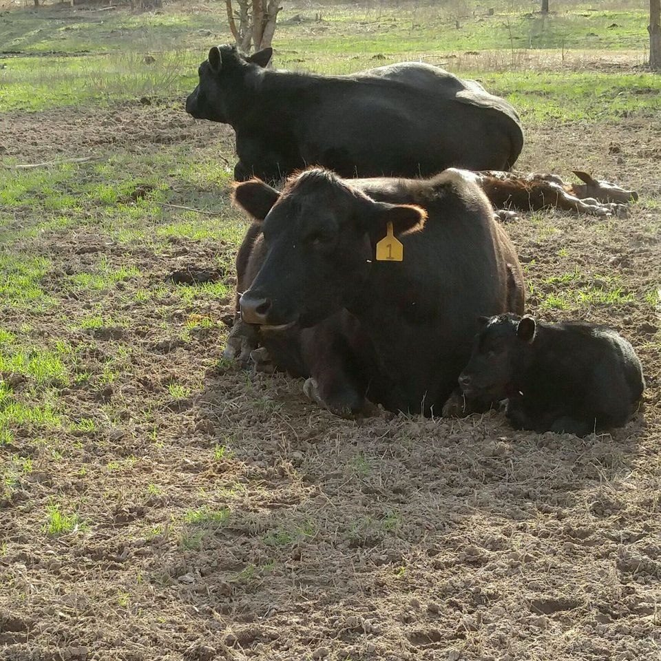 Black angus cattle 2
