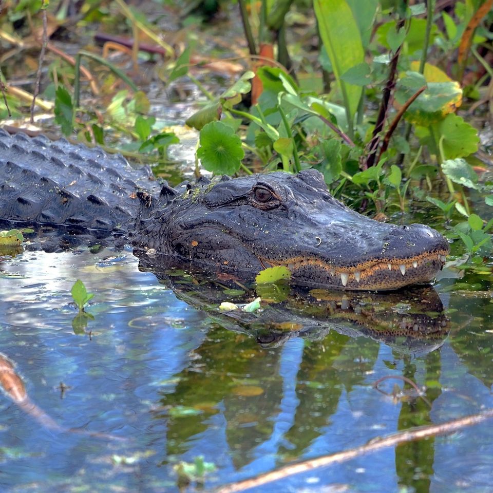 Alligator 1441975 192020180105 7187 1yvsrta