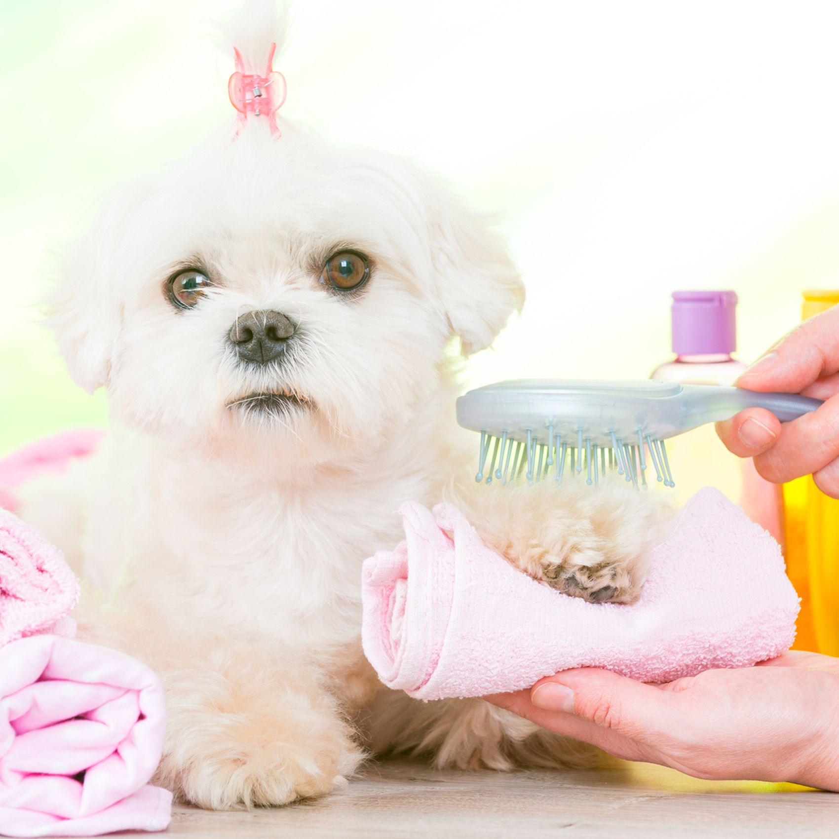 Dynamic Dog Groomer Salisbury Nc Moment for Mobile Dynamic Dog Groomer Salisbury Nc Moment for Mobile