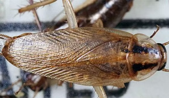 Cockroach2 german