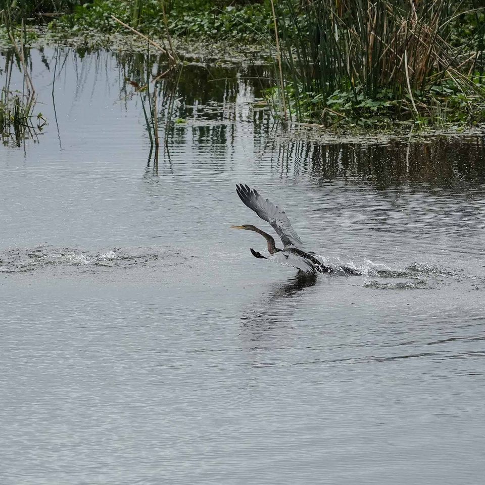 Bird takeoff follow   website