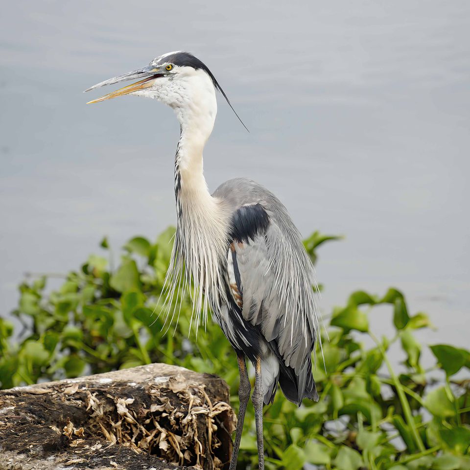 Bird at paynes prairie preserve state park 1
