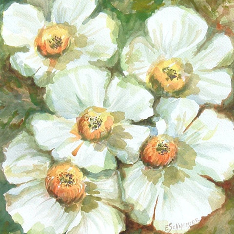 White poppies