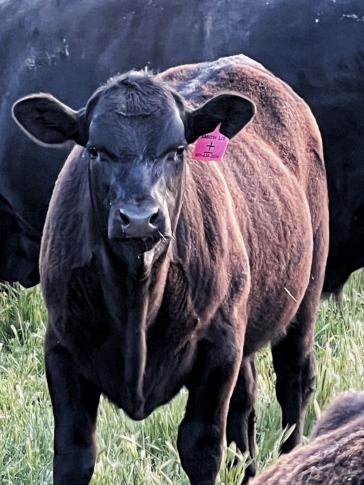 Ranch near Shandon, CA Smith Livestock LLC