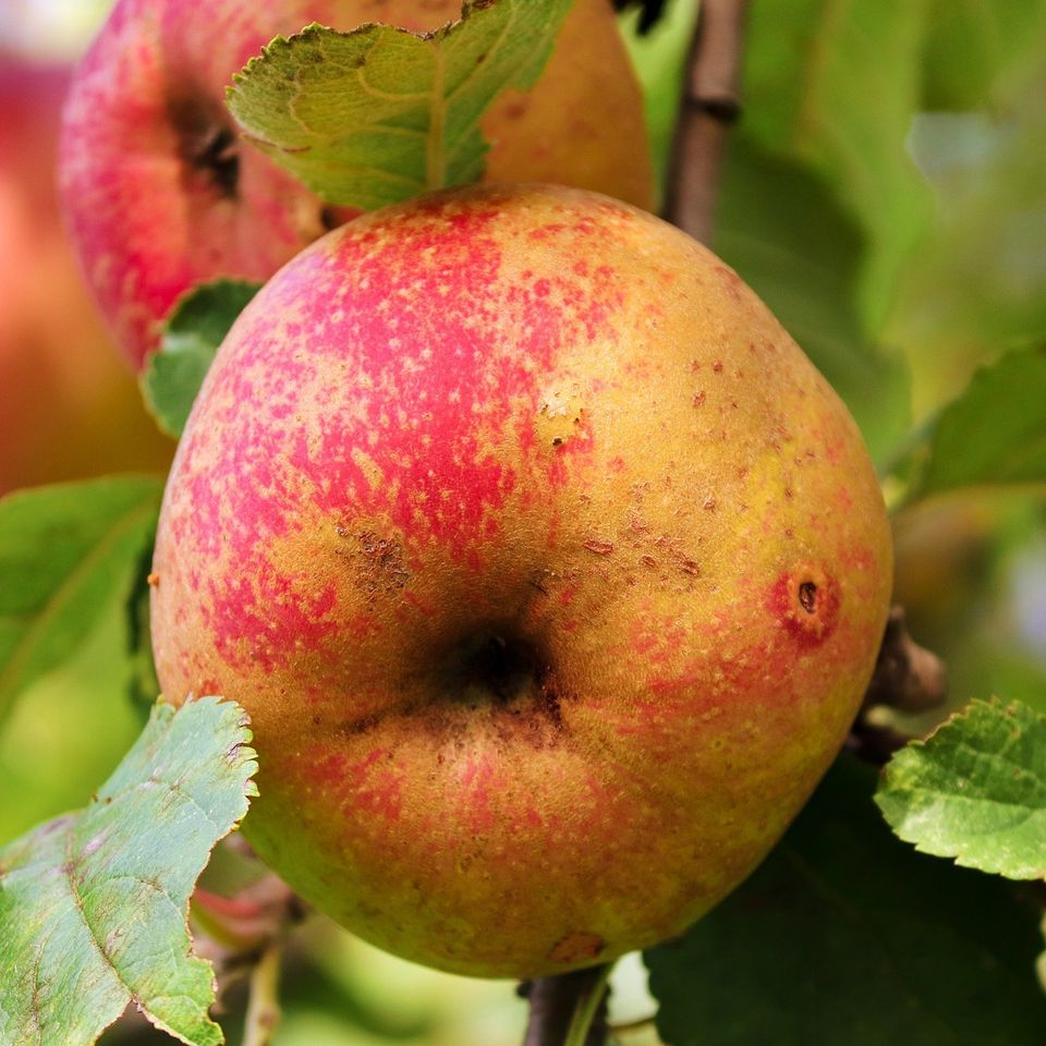 Naturally grown apples at Indian Orchards Farm in Media, PA