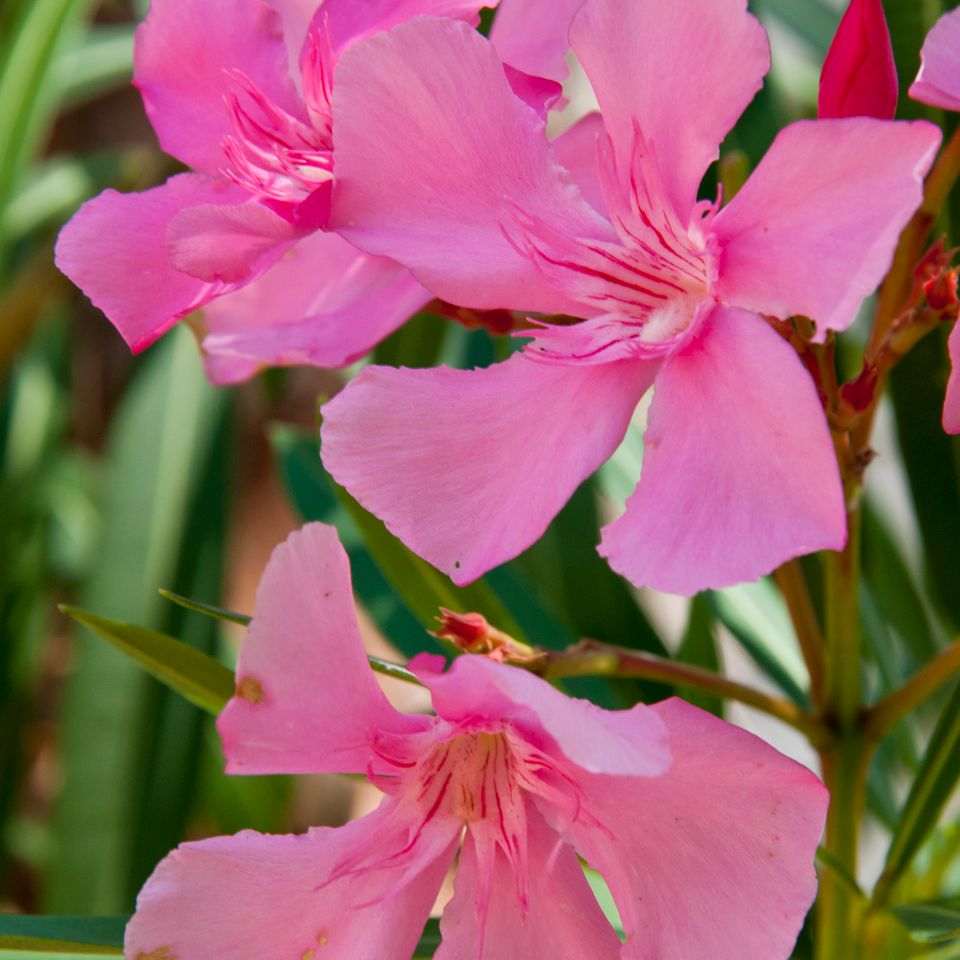 Rc pink hibiscus 84