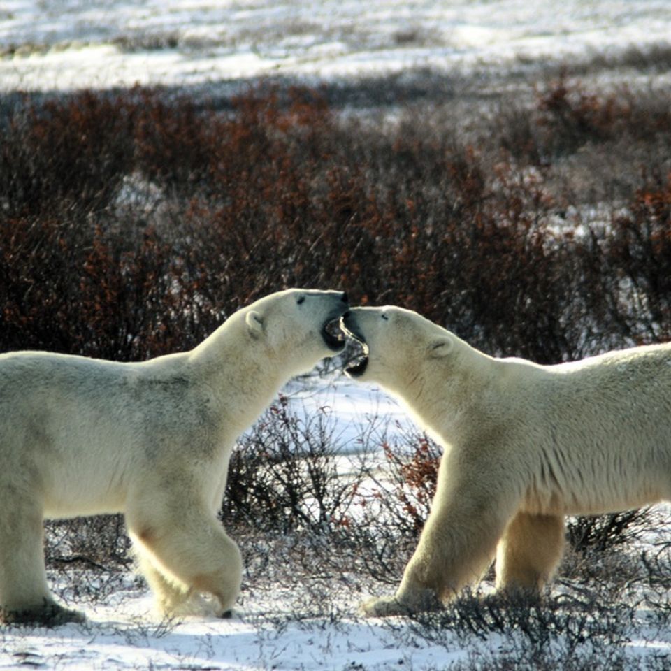 Polar bears20121205 2901 vp1m51 0