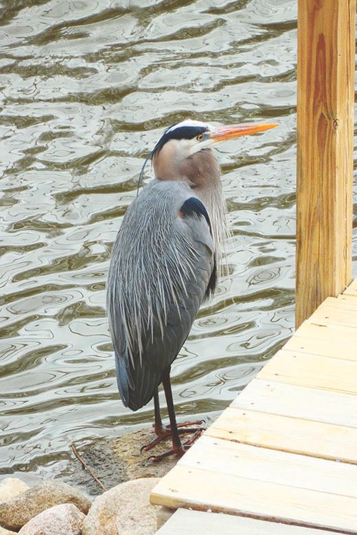 Heron1