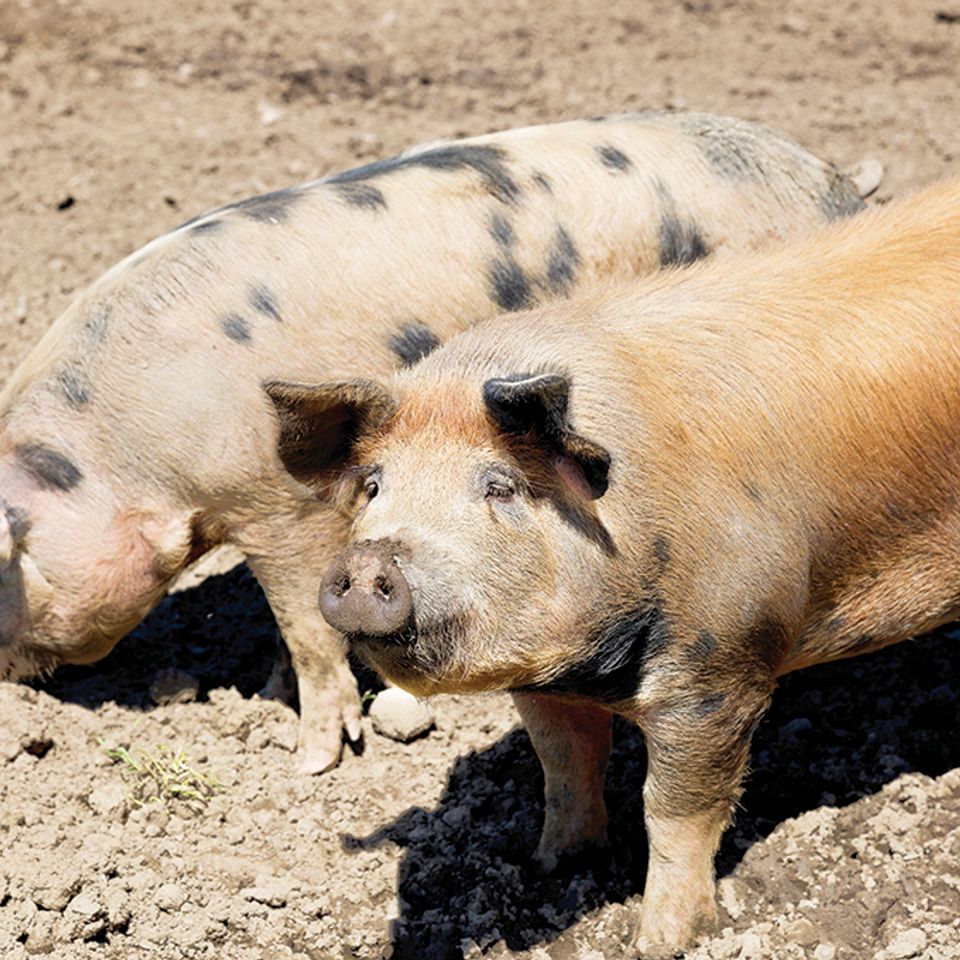 Piggies