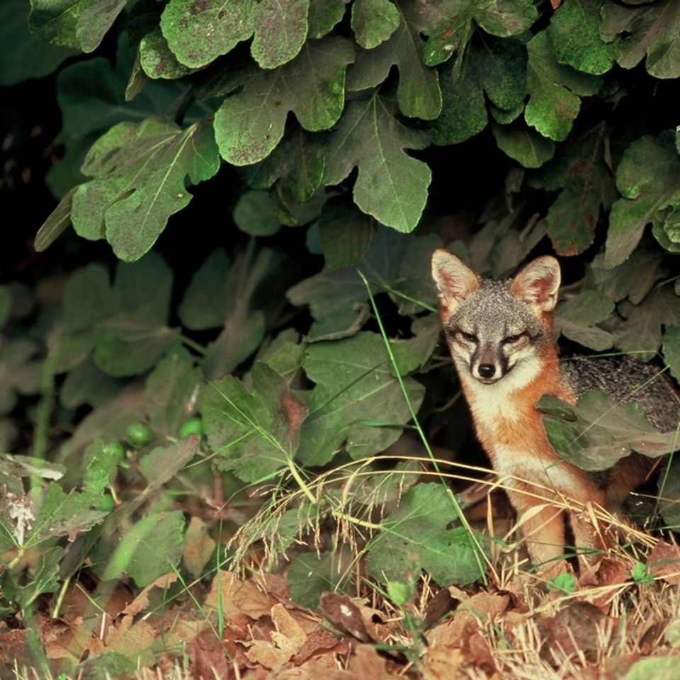 Chuckgraham islandfox img07920121203 1864 p2pv0k 0