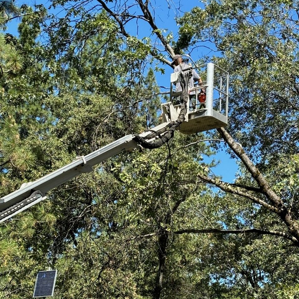 tree trimming in auburn ca lyon tree service 