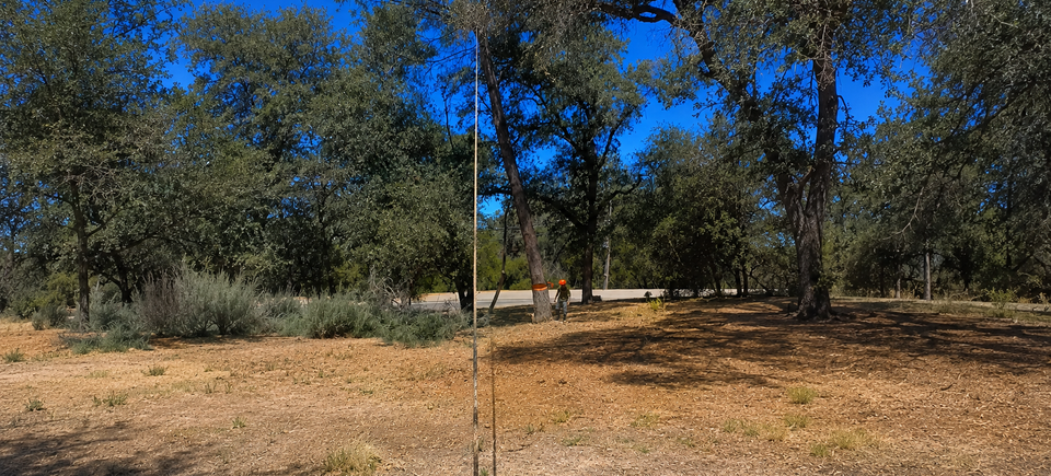 Lyon’s Tree Service beginning a controlled digger pine removal in Meadow Vista, California