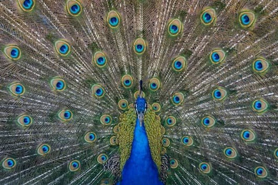 Peacock with feathers displayed