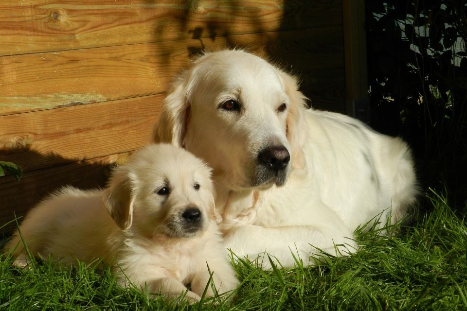 Dog 2243682 1920