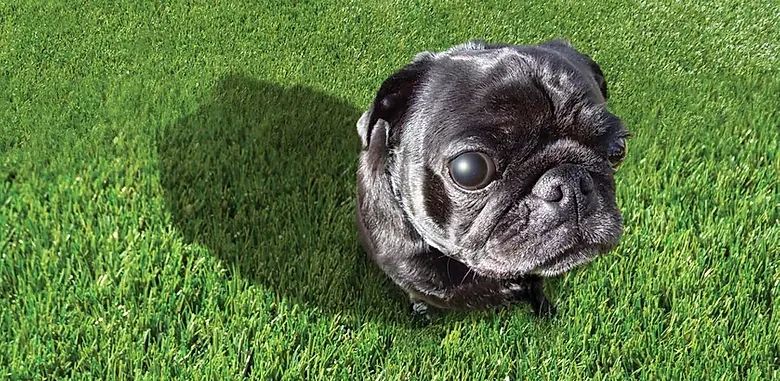 Doggiegrass banner original