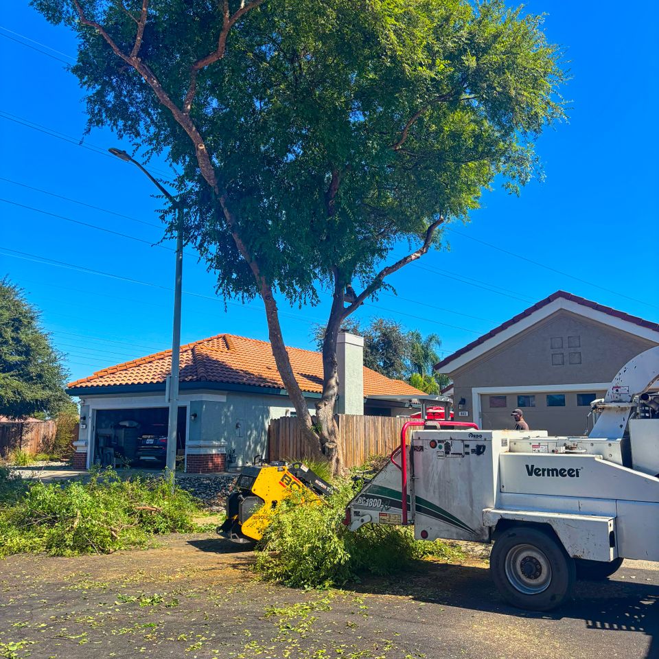 Elm tree," "Roseville, CA," "tree shaping," and "Lyons Tree Service