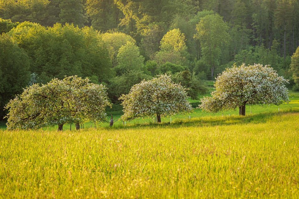 Meadow g09e0f319a 1920