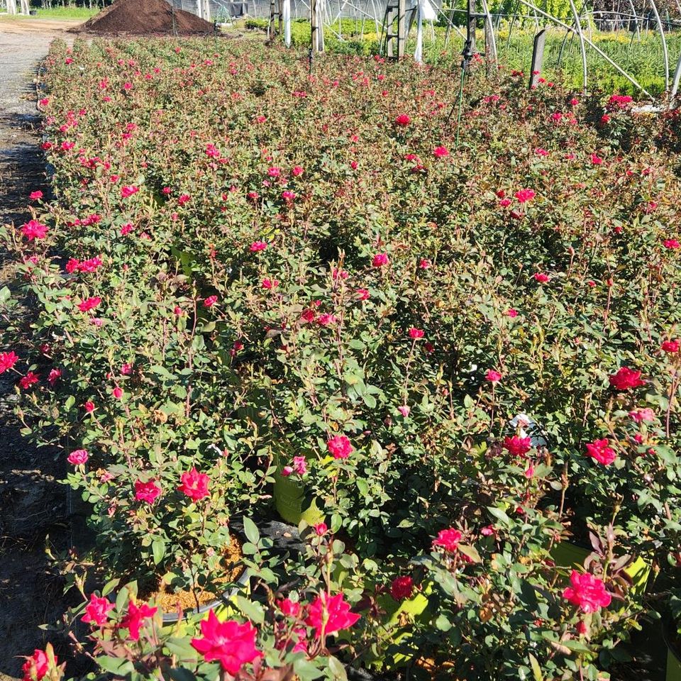 Nursery 5