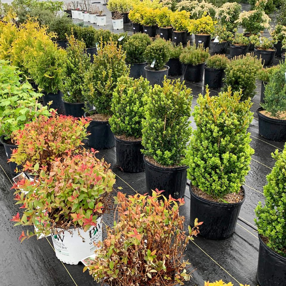 landscaping shrubs at Maytown Gardens