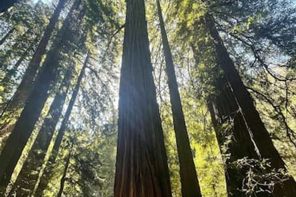 Redwoods on a hike 